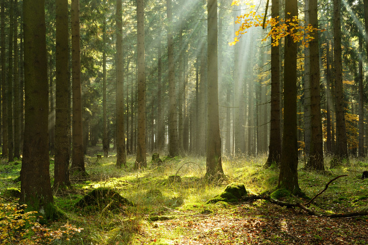 Can forest therapy enhance health and well-being?