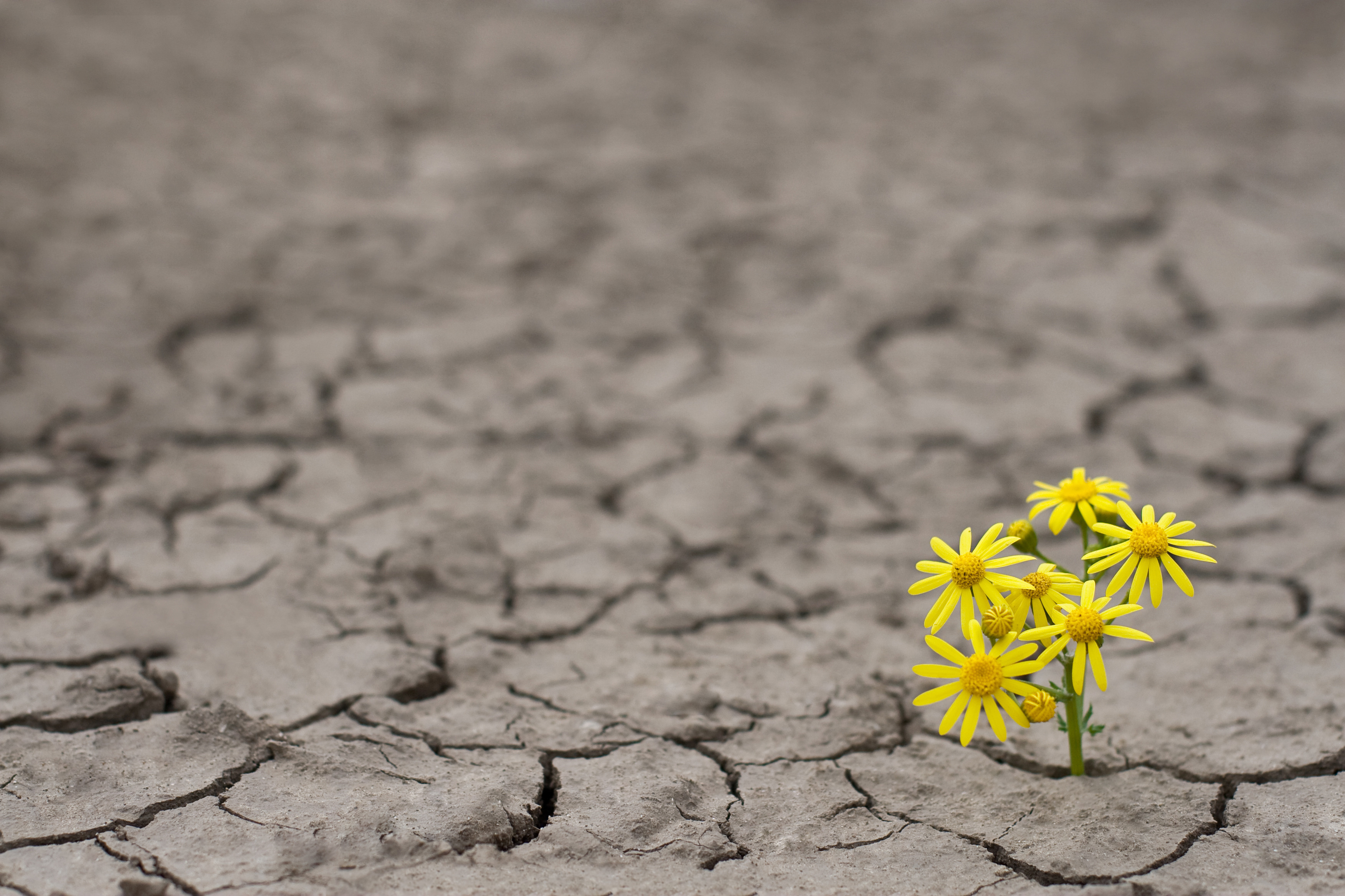 Choosing joy during difficult times - Harvard Health