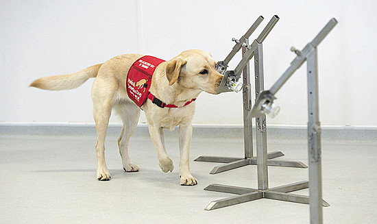 Man's best friend — and medicine's too? featured image