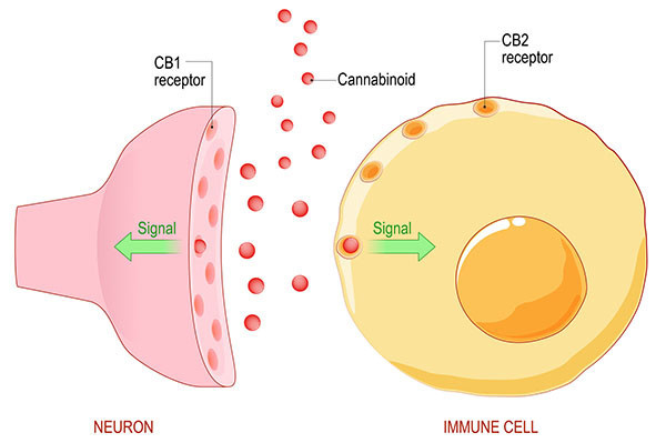 Essential Endocannabinoid System Hemp Edification
