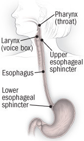 An medical illustration of the parts of the upper digestive system. 