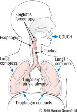 illustration showing lungs and how a cough occurs