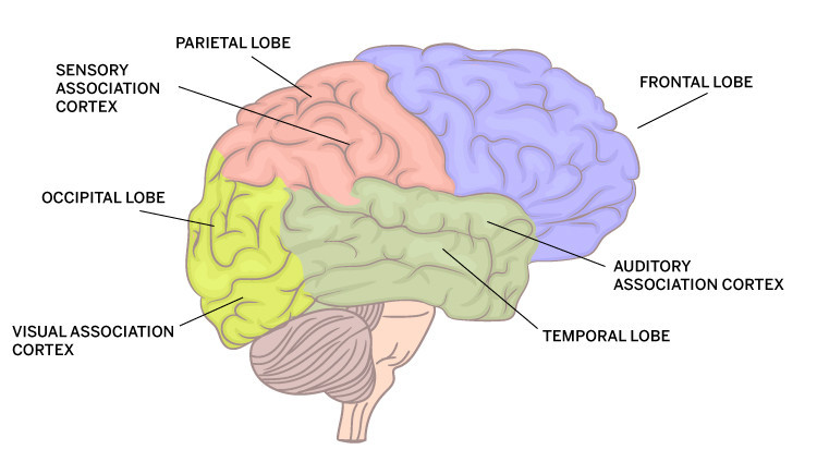 sensory memory brain