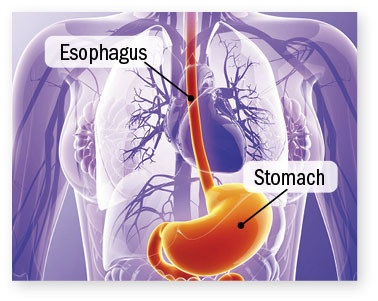 illustration anatomique mettant en évidence l'oesophage et l'estomac