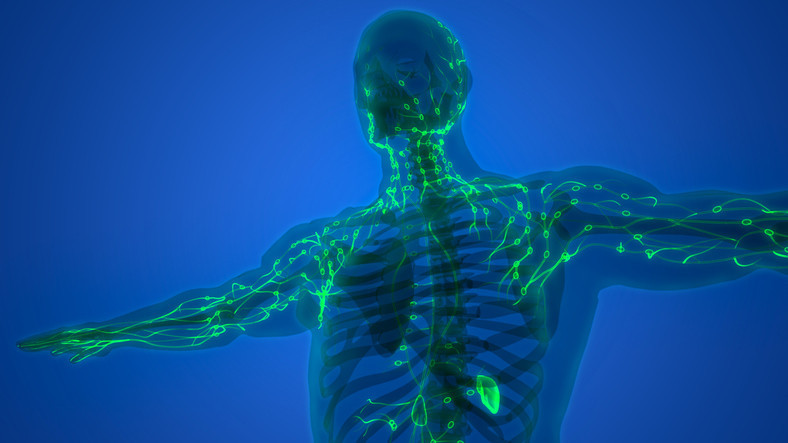 3D illustration showing the upper body of a man with open arms and a green network of immune system lymph nodes connected by lymphatic channels; dark blue background 