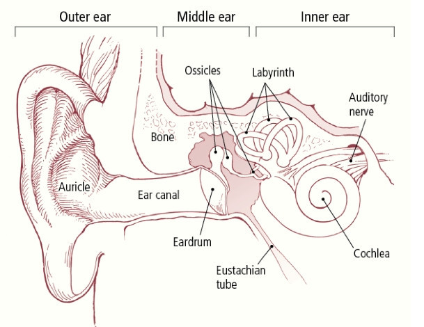 Hearing Loss in Adults