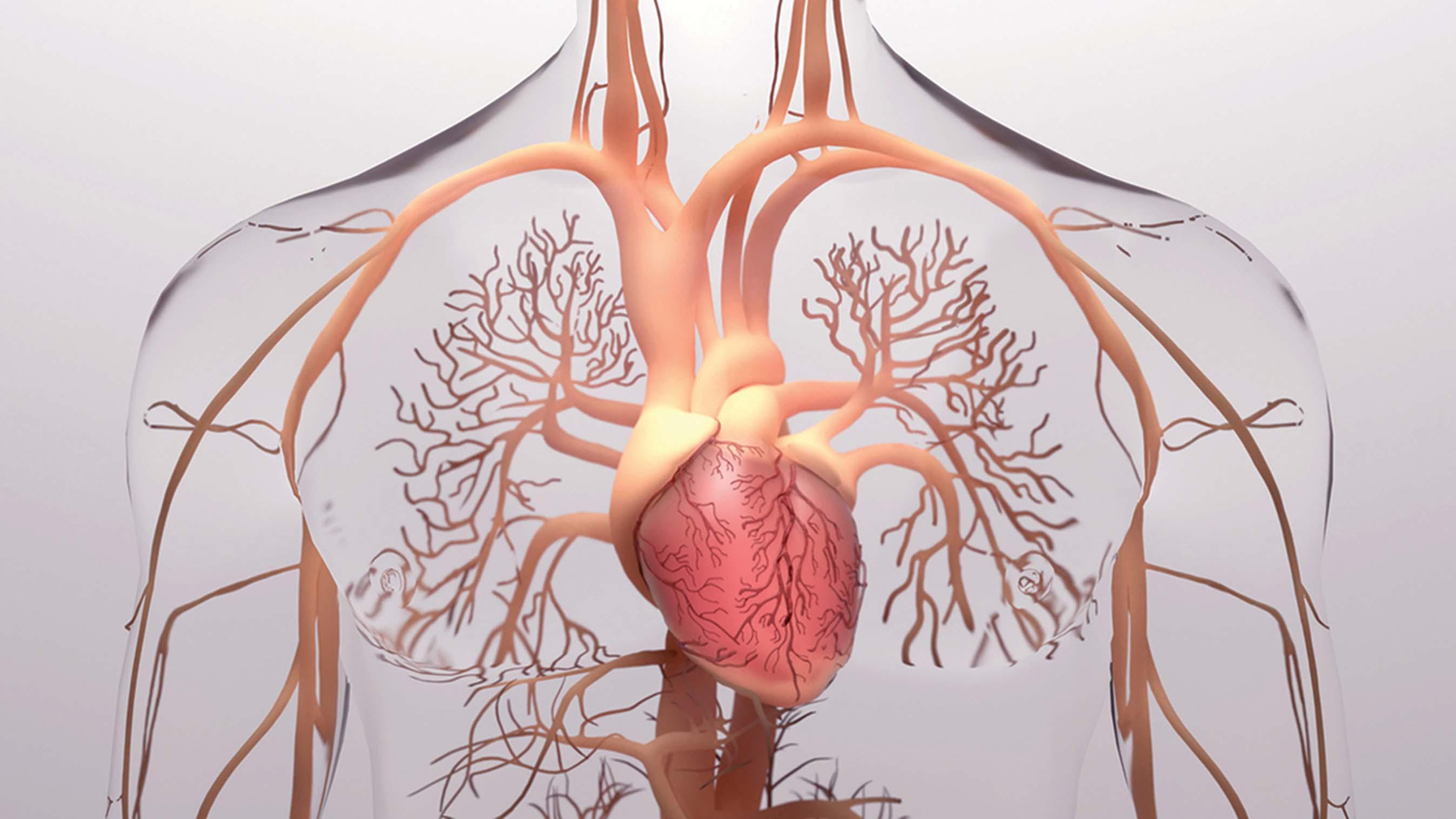 Illustration of a heart focusing on the tiny blood vessels branching off from the arteries.