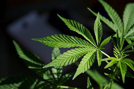 Marijuana linked to doubled risk of cardiovascular death featured image