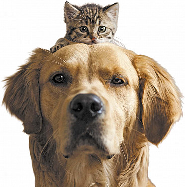 Dogs and cats may slow cognitive decline featured image