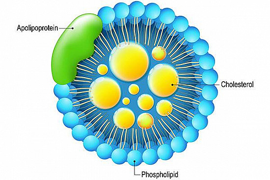 Is an apoB test a better way to check your cholesterol? featured image