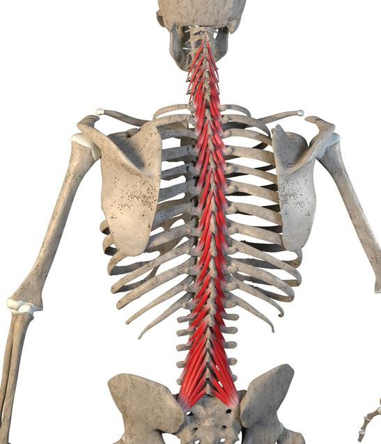 Three-dimensional illustration of a human skeleton with the multifidus muscles on the spine highlighted in red.