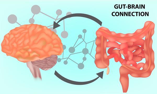 Illustration of a human brain and digestive tract side by side, with arrows between them in both directions and the words gut-brain connection.