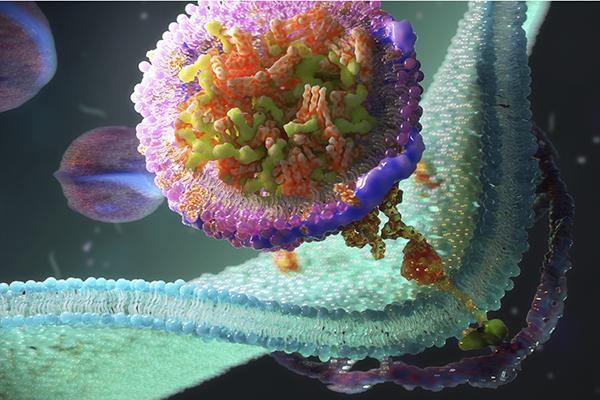 Three-dimensional computer-rendered illustration of LDL receptors on a cell membrane.