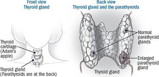 Parathyroid Ka Diagram
