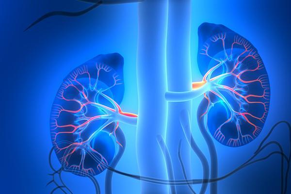 Three-dimensional illustration of the human kidneys, glowing blue with arteries highlighted in red and veins in a deeper blue.