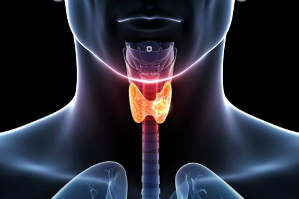 Thyroid hormone: How it affects your heart