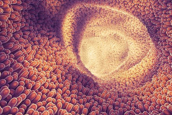 Illustration of the lining of the small intesting showing thousands of villi on the inner surface; conecpt is gut health.