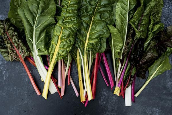 Close-up of a bunch of freshly picked Swiss rainbow chard.
