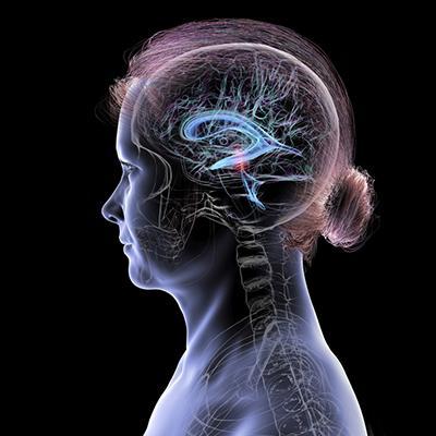 From periods to menopause: How estrogen levels throughout life affect women's brain health