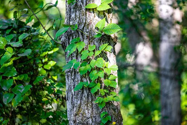 A poison Ivy vine climbing the trunk of a tree in wooded area.