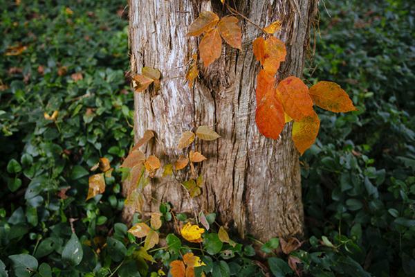Ivy climbs up the trunk of a tree showing its autmn color, a vibrant orange.