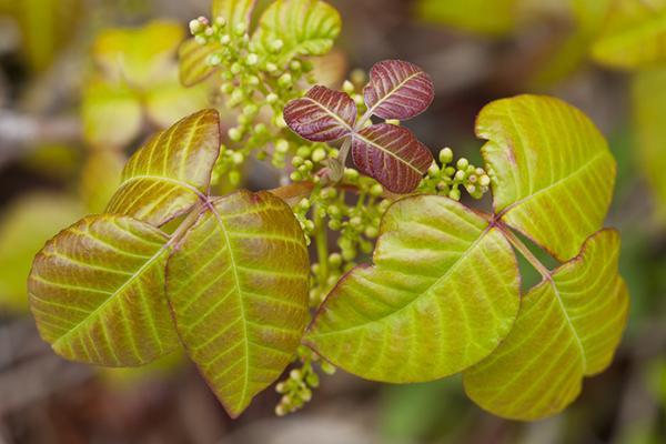 Close-up of a poison ivy plant showing flowers and berries.