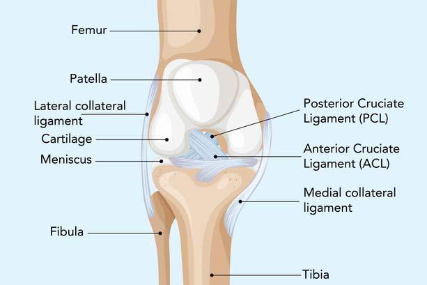 Illustration of knee anatomy with labeled parts, highlighting ligaments and bones.
