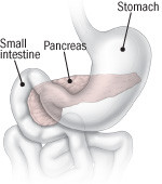 the-pancreas-a-hidden-organ