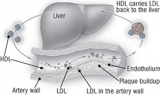 Up with HDL, the
