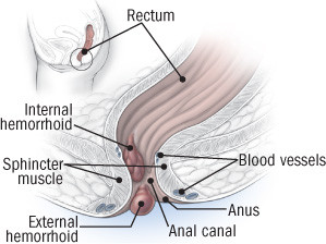 anatomy-of-hemorrhoids