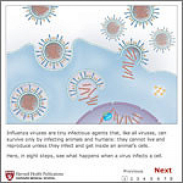 How the influenza virus infects a cell featured image