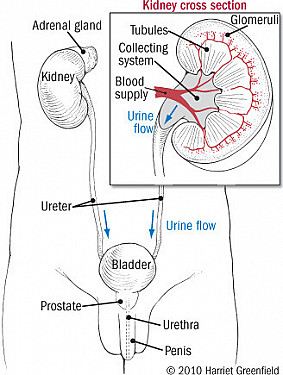 Protect your kidneys featured image