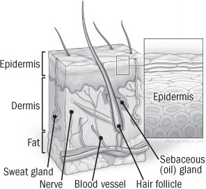 illustration of cross section of the skin