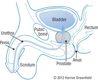 illustration of male anatomy showing prostate gland