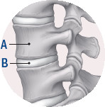 Cartiginous joint