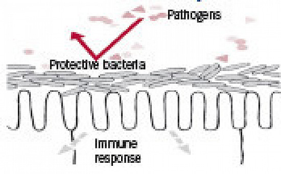 What you should know about: Probiotics featured image