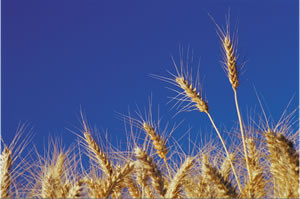 n1014e16207251368773