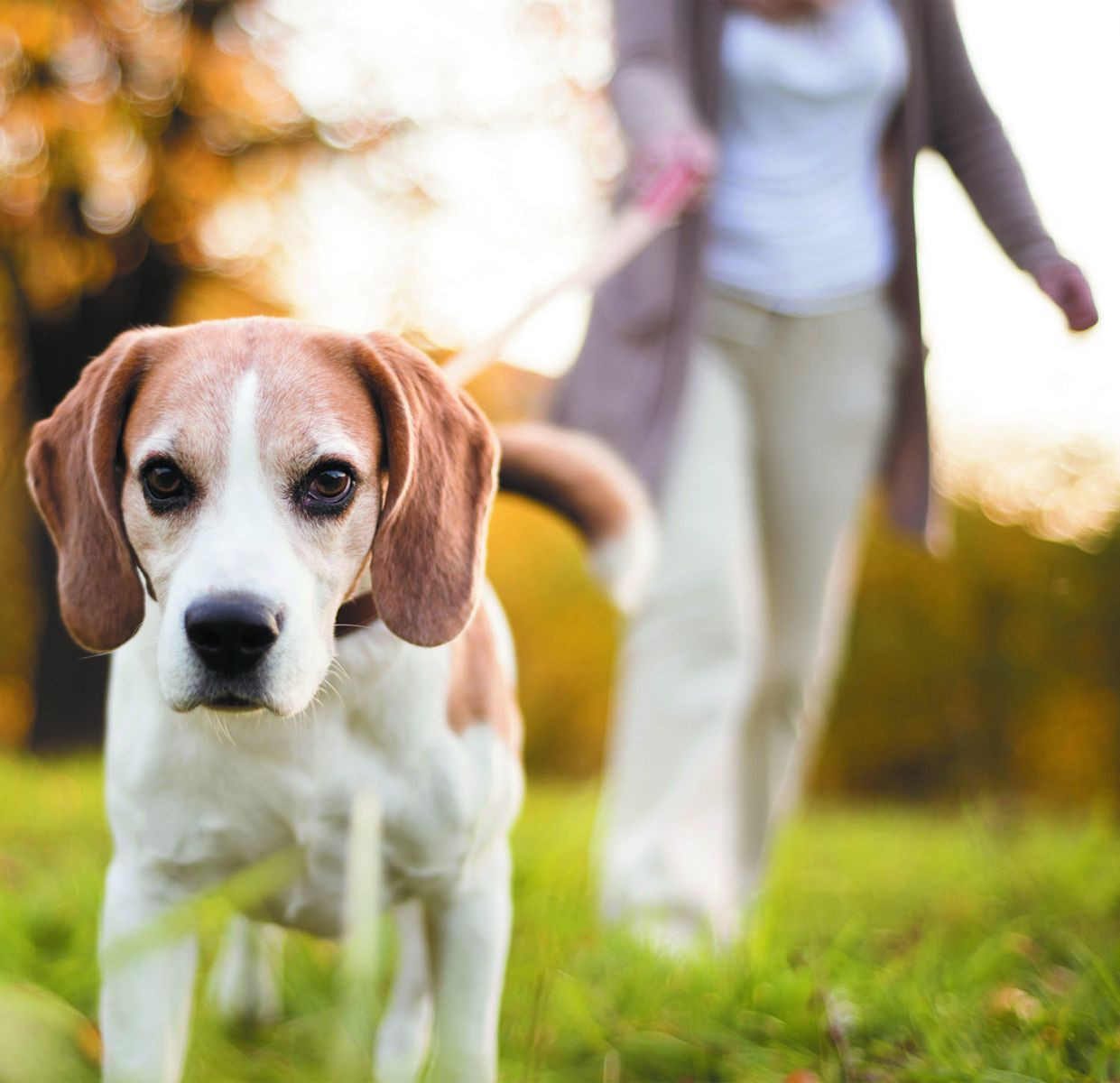 Dogs may increase activity levels in older adults