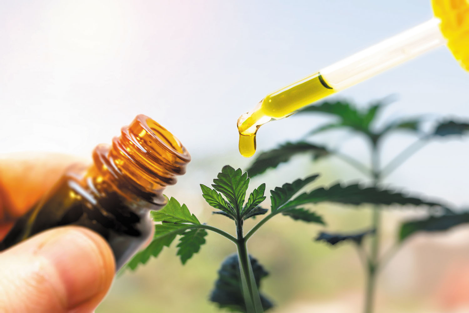 What You Need to Know About Cannabis Extracts