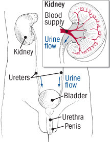 urinary tract uti urine harvard bacteriuria asymptomatic bladder infections urethra utis