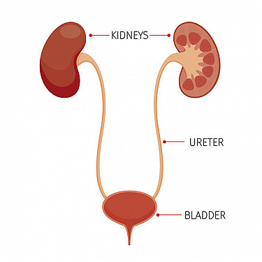 Cystoscopy featured image