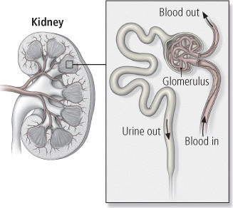 kezelése nephropathia diabetes mellitus)