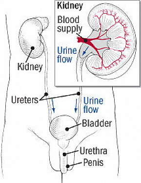 Urinary Tract Infection in Men - Harvard Health