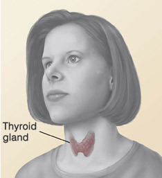 Illustration of thyroid