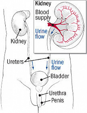 Red, brown, green: Urine colors and what they might mean featured image