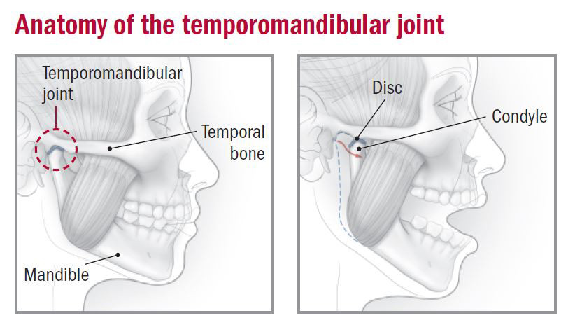 Tabella Anatomica Dell'articolazione Temporomandibolare (ATM) – Poster Laminato 50x65 Cm