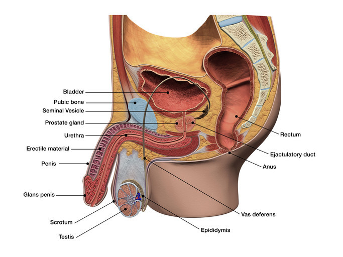 Female Chest Muscles With Labels Photograph by Hank Grebe - Fine