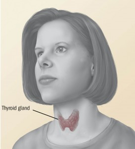 Thyroid gland on woman