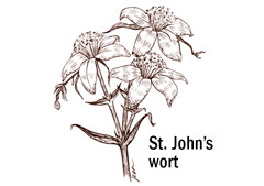 St-Johns-wort