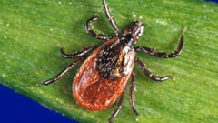 Matchless strategy for tick removal; 6 steps to avoid tick bites